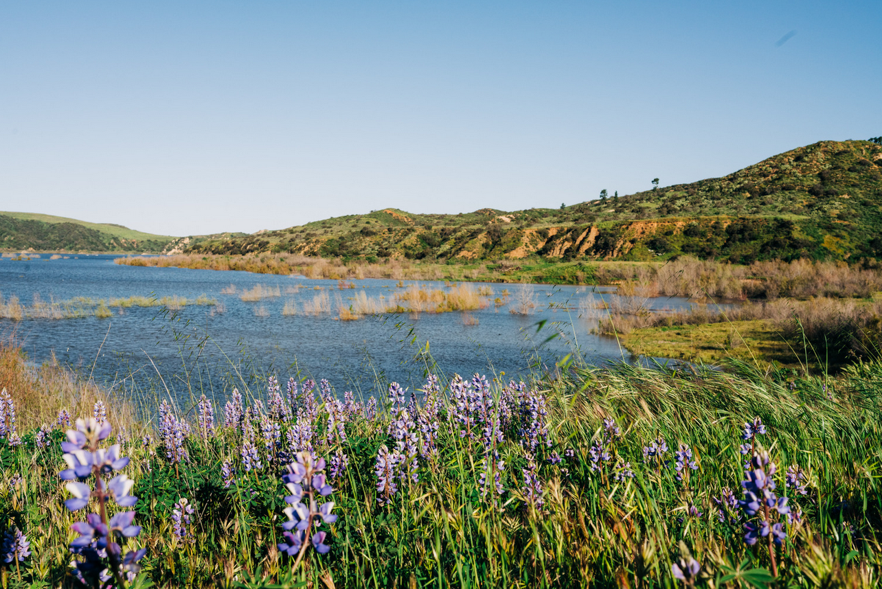 IrvineLakeFlowers